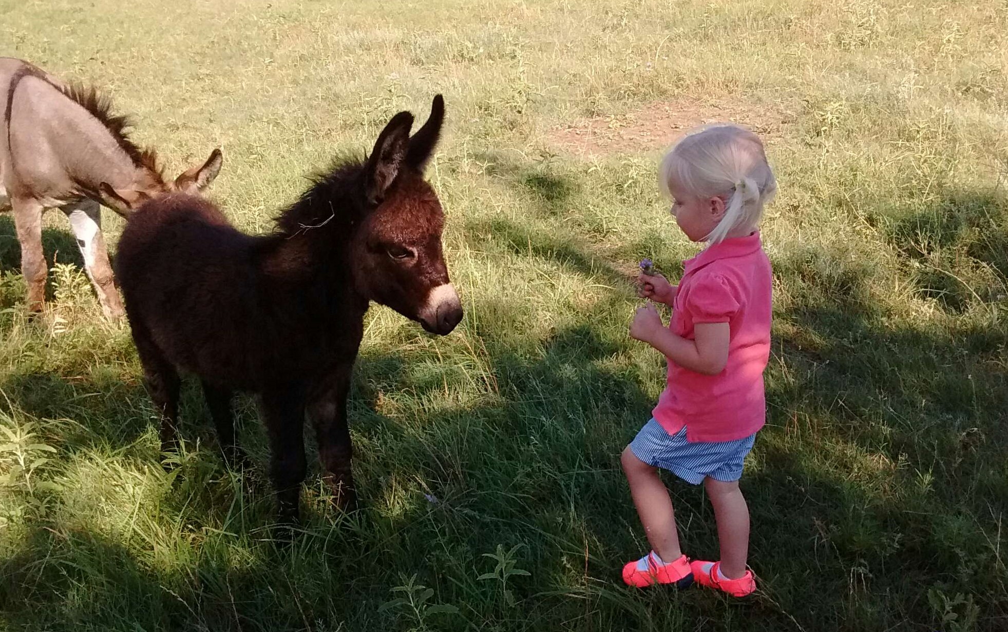 Miniature Donkeys for Sale